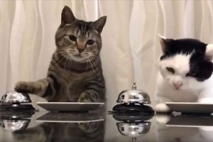 ベルを鳴らせば餌がもらえる…競い合うようにチンチン鳴らすニャンコが可愛い♪