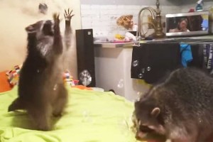 シャボン玉のシャワーに夢中♪のアライグマ…泡を取ったり食べたり、クシャミしたりと大忙し