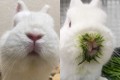 何だこの緑は!? うさぎさんが生チモシーを食べたら、青汁を飲んだみたいになっちゃった