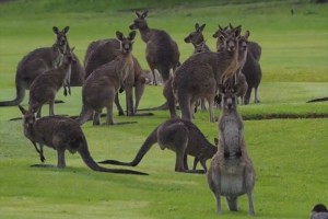 「お～いっ! そこゴルフ場ですよ!」 カンガルーが住みついちゃったゴルフ場…キャディになってみたり