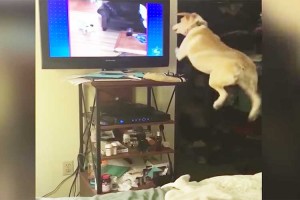 スゴイ跳躍力!! テレビの世界に入ろうとし、大ジャンプを繰り返すワンコが可愛いと話題に!