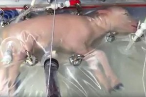 【動画】まるで“ジップロックのような人工子宮”で羊の胎児を育てることに成功