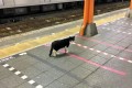 終電が終わった駅のホームに一匹のニャンコ。「もう電車ないよ」と声をかけたら…