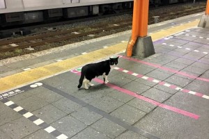 終電が終わった駅のホームに一匹のニャンコ。「もう電車ないよ」と声をかけたら…