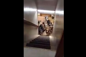 みんな自分の名前をしっかり覚えている! 呼ばれるまで階段をのぼらないワンコたちが賢い