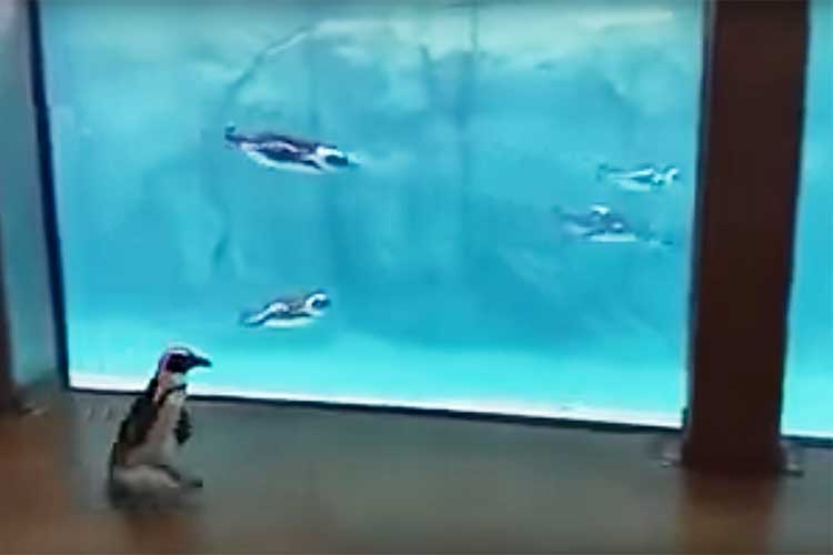 水槽の内と外で最初は戸惑うも…やがてペンギンの運動会に!? 走って、泳いで、よ〜いドン!