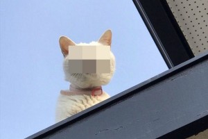 「お家に入りたいニャン!」 家に入れてほしいと願うニャンコの表情が切実すぎる!