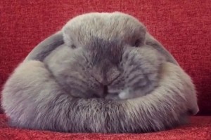 眠る姿がまるで鏡餅のようだ…体も表情もユニークなモフモフのウサギが話題に!