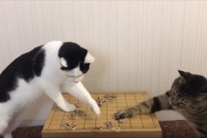 駒を取れば餌がもらえる!? 駒を取り合い、飼い主をひたすら見つめるニャンコが可愛い♪
