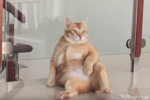 ナニこの貫禄!? 中に人間が入っているはず…どっかのオッサンにしか見えない猫が話題に!