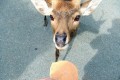 奈良公園の鹿に「鹿せんべい」以外のエサ与えると5万円以下の過料…その理由とは?