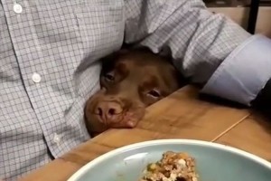 【動画】食べたいけど食べられない…ご飯を追うワンコの目線が可愛らしい♪