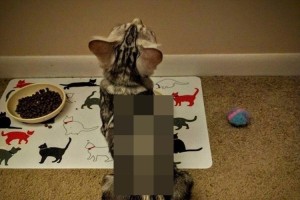 これは驚いた! 背中に“聖剣エクスカリバーが描かれた猫”が発見されて話題に!