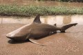 えっ!? 路上にサメがいるけど!? オーストラリアを襲ったサイクロンの猛威がハンパない