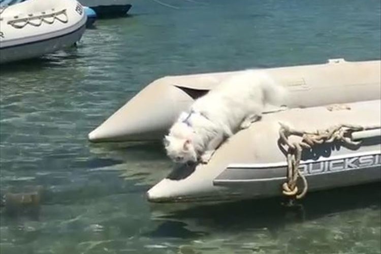 モフモフのニャンコが海へ落ちちゃった…大丈夫か!?と心配するも、優雅なスイミングを披露♪