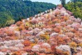 日本一の桜の名所 世界遺産・吉野山の桜が見頃に…尾根から尾根へ圧倒的なスケール!