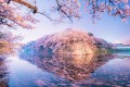 深夜3時過ぎの滋賀県彦根城…暗闇の中に浮かび上がった幻想的な桜に見入ってしまう