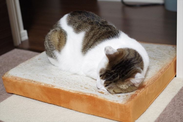あぁ、食べちゃいたい~!食パンクッションでくつろぐニャンコが可愛すぎだと話題に