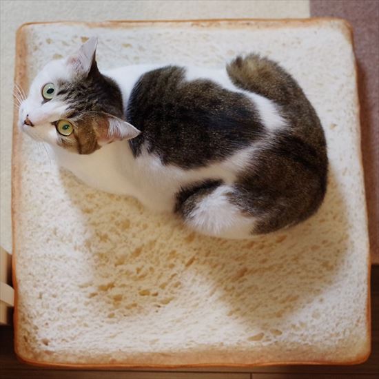 あぁ 食べちゃいたい 食パンクッションでくつろぐニャンコが可愛すぎだと話題に Fundo