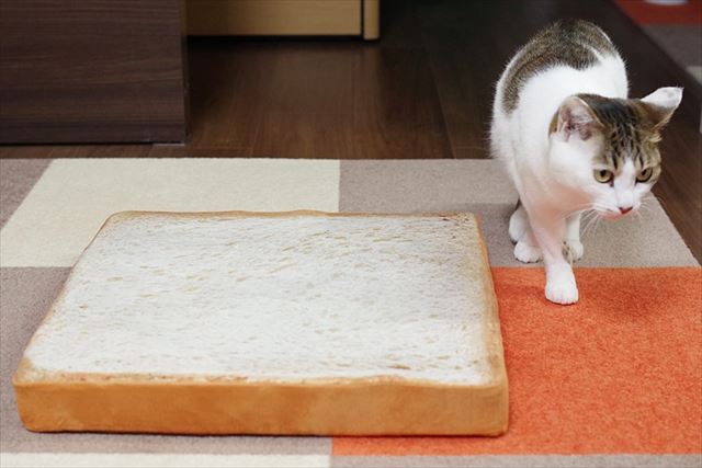 あぁ 食べちゃいたい 食パンクッションでくつろぐニャンコが可愛すぎだと話題に Fundo