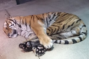 見ているだけで心が癒される。動物たちの可愛すぎる寝姿【10選】