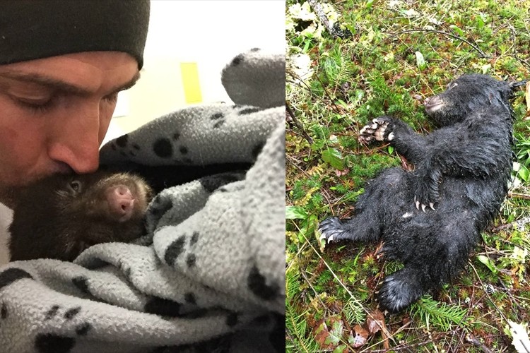 犯罪になるリスクがあるにも関わらず瀕死の子熊を保護した男性を世界が称賛