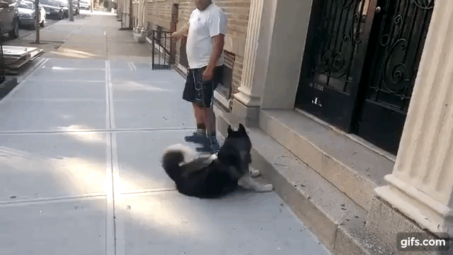 帰りたくないワン もっと遊ぼうよ 甘えん坊なハスキー犬が可愛すぎ Fundo