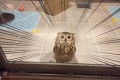 フクロウの瞳術!心に直接語りかけてくるフクロウが可愛すぎて逆らえない!