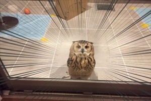 フクロウの瞳術！心に直接語りかけてくるフクロウが可愛すぎて逆らえない！