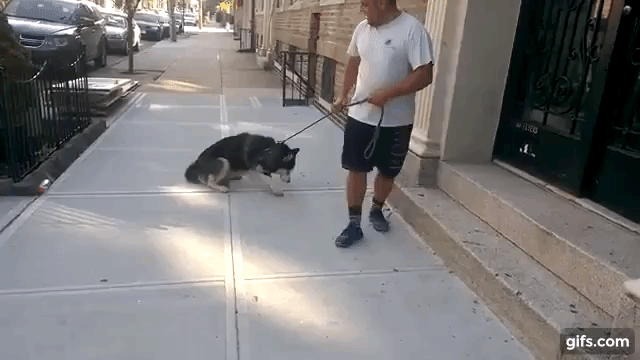 帰りたくないワン もっと遊ぼうよ 甘えん坊なハスキー犬が可愛すぎ Fundo