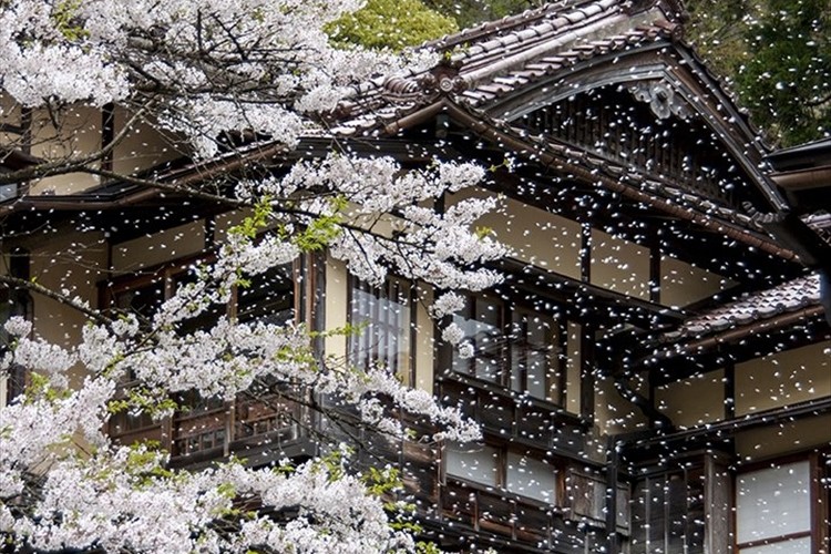 会津若松の奥座敷、会津東山温泉の桜吹雪の美しさに心が洗われる！！