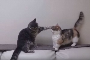 【動画】まるで新喜劇！「今日はこのくらいにしといたるわ」前足が短くて猫パンチが届かないマンチカンが可愛すぎる