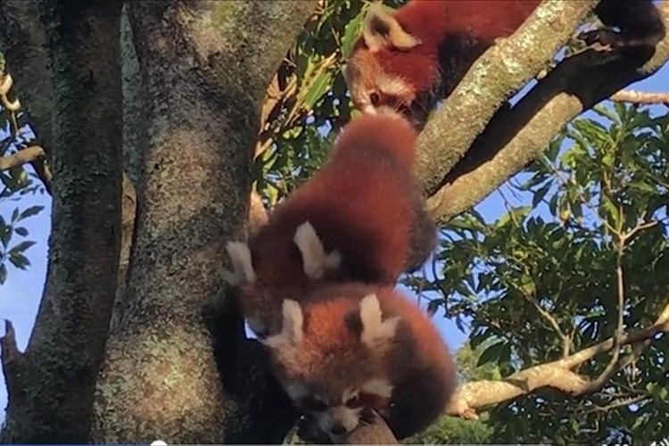 【動画】三つ子のレッサーパンダが初めての探検に出かける。