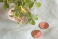 カタバミの「10円磨き」を知ってますか?今の子どもたちに教えたくなる草花遊びが話題に
