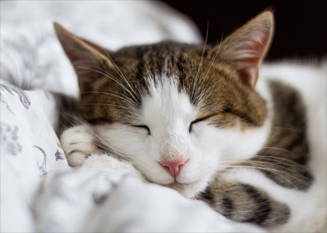 fd_cat_02