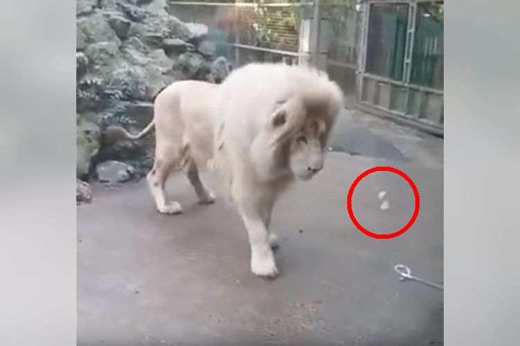 突然消えるシャボン玉に"百獣の王"がパニック!?ビビりまくるリアクションが可愛すぎ
