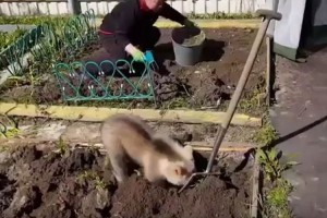 畑仕事を手伝っているのはクマの赤ちゃん!? 女性の方をチラチラ見て真似する姿が可愛いらしい♪