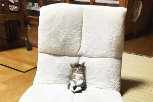 この比率かわいすぎる！おおきな座椅子でテレビを見ているうちにウトウトしてしまった子猫。