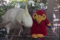 オウム返しするオウムのおもちゃで遊ぶ実際のオウムが面白い