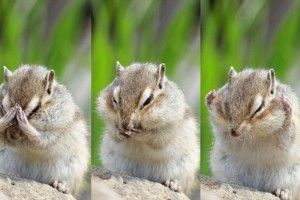 究極に可愛いリス写真「見ざリス、聞かリス、言わリス」でも手が届かない・・・。