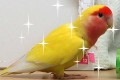 未来を切り拓くインコちゃん!? 仕事を前倒しで酉年を終わらせてしまった!!