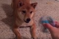 因縁の対決!最近流行りのハンドスピナーVS犬の動画6選