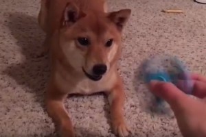 因縁の対決！最近流行りのハンドスピナーVS犬の動画6選