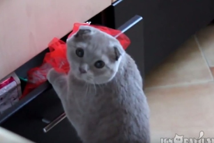 いたずらがバレたと気付いた瞬間の猫の行動が可愛すぎる