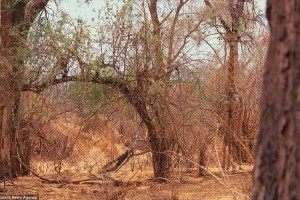 よーく見ないと分からない！カモフラージュが上手すぎる生き物たち【12選】