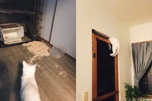 『猫を飼うことは簡単じゃない！』その大変さがよく分かる写真に共感の声