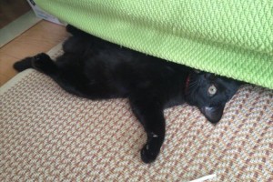 絶対笑かしにきてるでしょ～！思わず吹いてしまうニャンコたちの仕草【11選】