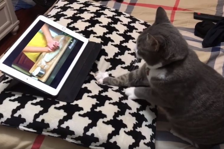 一流のパン職人になるんだニャン!動画を観ながら一生懸命コネコネするニャンコが可愛すぎ