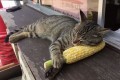 ひんやりしてて気持ちいいのか!トウモロコシを枕にして寝るニャンコが可愛すぎ!