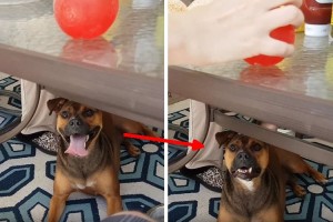 「まさかボール投げるの！？」一瞬で集中モードに切り替わるワンコが凄すぎ！